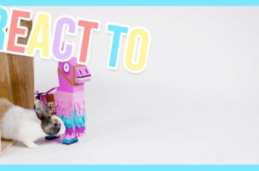 Cute Bunny reacts to a Pinata - React to | Furry Friends