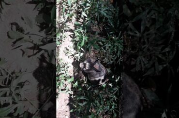 Cute bunny's favourite place