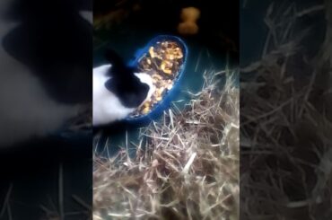 Baby bunny eating for the first time