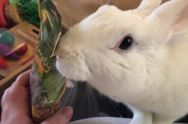 Connie, cute rabbit, opening her happy bunny club box. She snatches the treats!