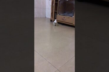 Baby bunny cleaning a face