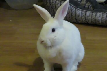 Connie, cute rabbit, looking shifty