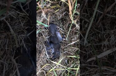 Baby rabbits are cute!