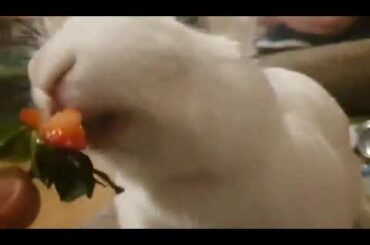 Connie, rabbit, eating a strawberry. Cute eating noises.