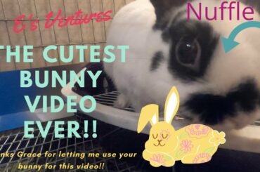The cutest bunny video ever!!