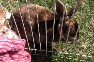 22 Day Old Baby Bunnies Playing!!