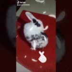 Cute rabbit enjoyed songs