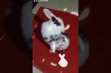 Cute rabbit enjoyed songs