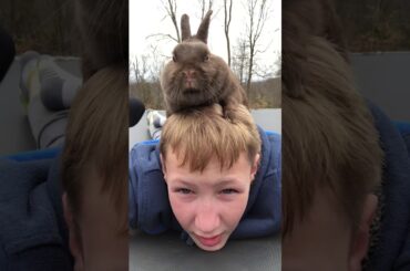 This dang rabbit is so cute but see what happens next