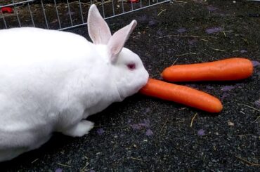 Rabbit eating carrot outside!