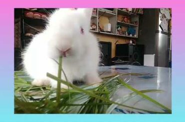 Cute Baby Bunny Eating grass