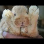 Funny and Cute bunny Rabbit Videos Baby Animal Video Compilation 2020