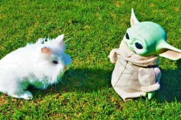 Baby Yoda Kid Child Mandalorian Star Wars VS LionHead Bunny Rabbit  TikTok Tik Tok Run Awolnation