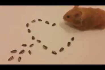 Funny and Cute Baby Bunny Rabbit Videos 🐇 Baby Animal Video Compilation 2020