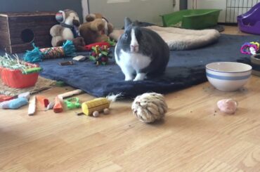 Cute bunny playing with stackable cups (Treats hidden inside)