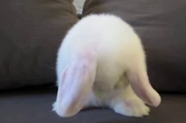 Cute Baby Bunny Washing it's face