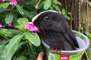 Bunny and Flower - cute rabbit - Sala Rabbit