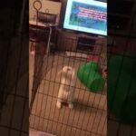 Rabbit Jumps Over Cage