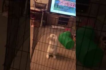 Rabbit Jumps Over Cage