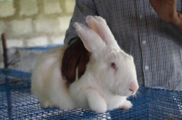 Maa rabbit farm #rabbit farm
