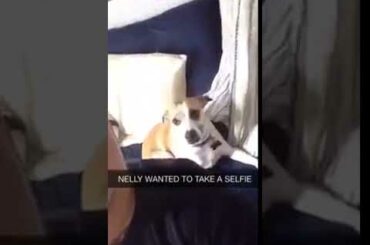 Funny and Cute Baby Bunny Dog Videos 🐇 Baby Animal Video Compilation 2020