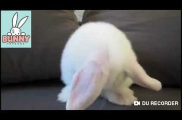 Pet Lover cute Bunny washing his mouth and loving  coutch