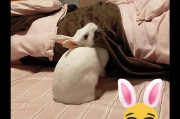 as is 可愛いウサギの一人遊び🐇癒されます   Cute bunny playing alone   #ミニウサギ