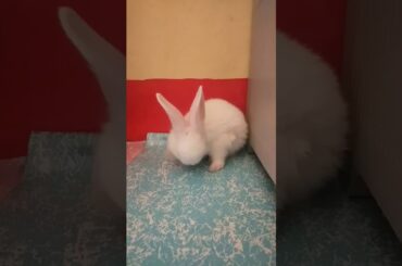 Cute 30 day old Baby Rabbit