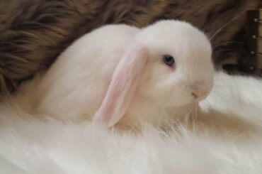 My cute bunnies playing in our garden