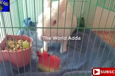 Rabbit food in summer, rabbit kya khata hai, khargosh ka khana, garmi ke khargosh kya khata hai