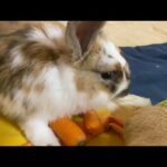 Cute Bunny Eats Carrots, Lettuce And Scratchs Carpet | ASMR