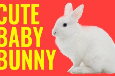Funny and Cute Baby Bunny Rabbit | Monu Baccha