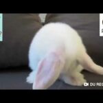 Pet Cats baby bunny washing face