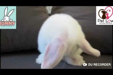 Pet Cats baby bunny washing face