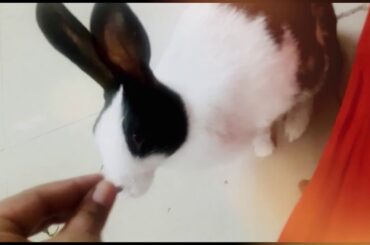 Cute Bunny Eating Food | Cutie Paws