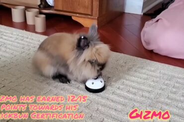 Rabbit Tricks Gizmo The Baby Lionhead Rabbit - "Ring The Bell" collection a few recent training vids