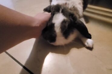 PETTING MY BUNNY | BUNNY LOVES TO BE PETTED | CUTE BUNNY VIDEOS