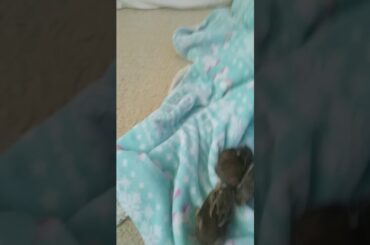 Let baby bunnies episode 1