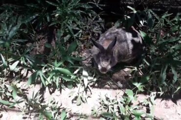 Cute bunny playing outside