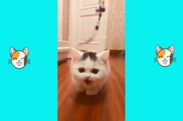 😄 Funniest 🐱 Dogs and 🐯 Cats   Awesome Funny Animals Videos 🤗