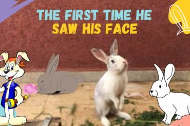 The first time he saw his face, a funny and cute bunny videos compilation Daily rabbit care