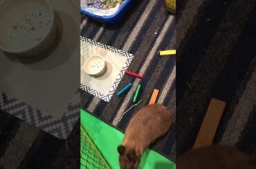 Cute Curious Bunny Wants To Play