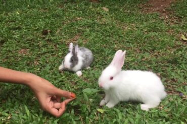 baby bunny eating part 2