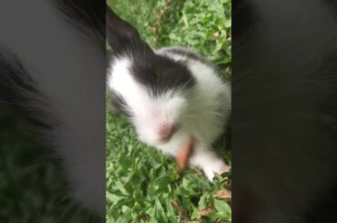 cute baby bunny eating part 1
