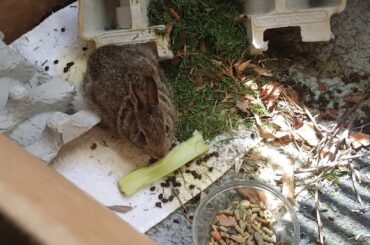 Wild Baby Rabbit Eating Celery!