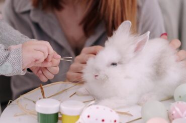 Funny and Cute Baby Bunny Rabbit  HD Videos | Baby Rabbit | Rabbit | Rabbit Eating