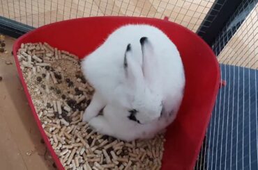 Our cute Rabbits having fun - Cute Rabbits April 2020