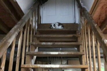 Cute adorable holland lop rabbit going down stairs