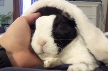 A Cute Rabbit learns he is adopted