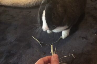 Cute bunny eating hay